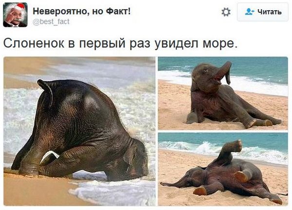 слоненок и мореjpg.jpg