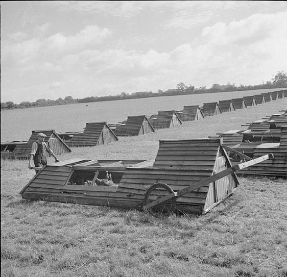 900x900px-ll-0401a5a41943chickentractor.png