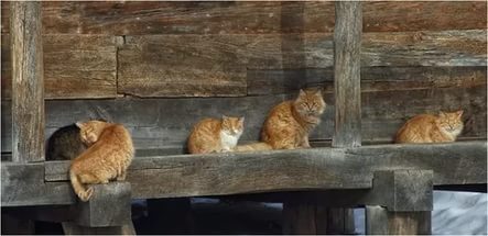 котоферма.jpg