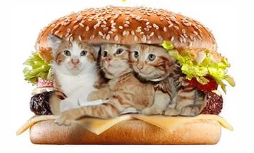 пирожки с котятами.jpg