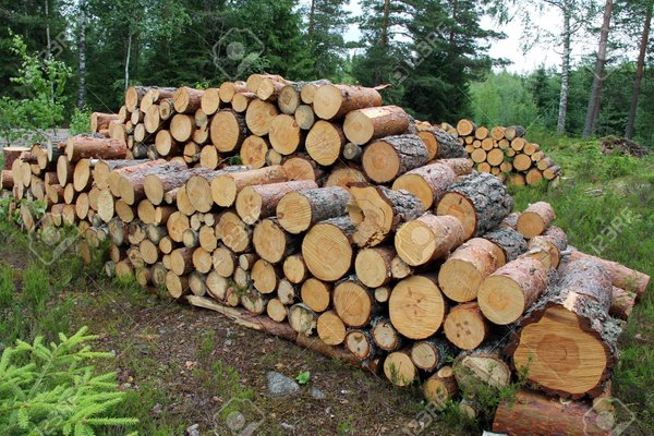 14411257-Small-firewood-logs-stacked-up-neatly-in-summer-forest-in-Finland--Stock-Photo.jpg