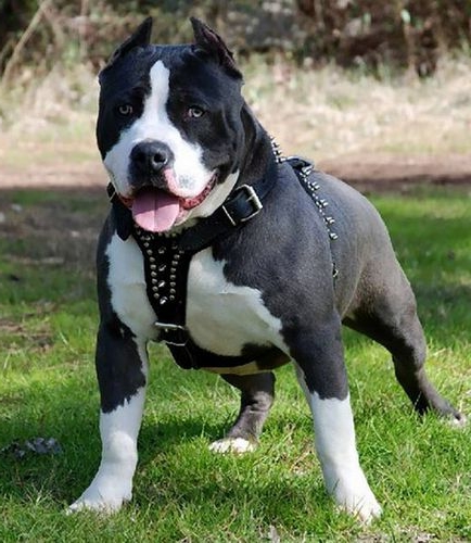amerikanskij-pitbul_8.jpg