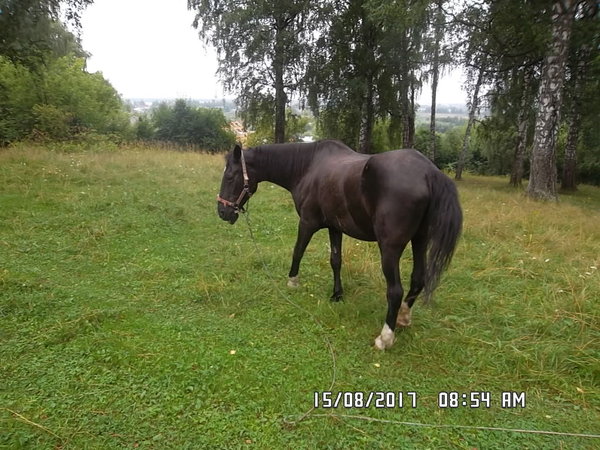 SAM_0690.JPG