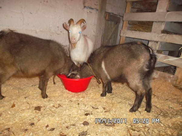 SAM_0873.JPG (270.13 КБ) 15453 просмотра SAM_0873.JPG