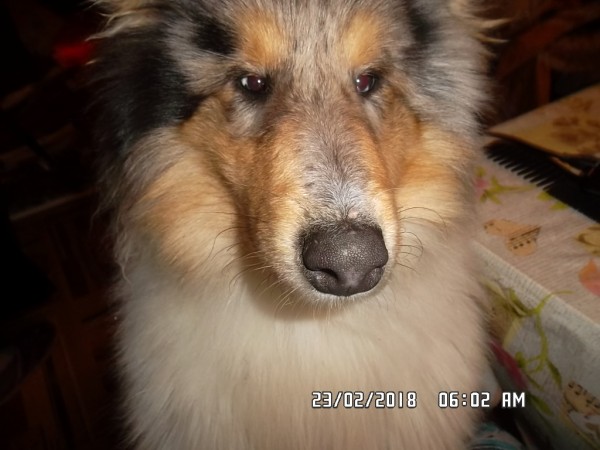 SAM_1071.JPG