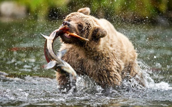photo-bear-catching-big-salmon-fish-in-shallow-river-hd-bears-wallpapers.jpg