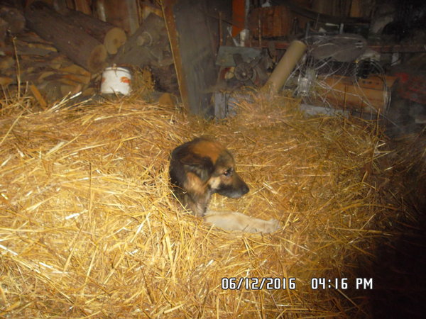 SAM_0207.JPG
