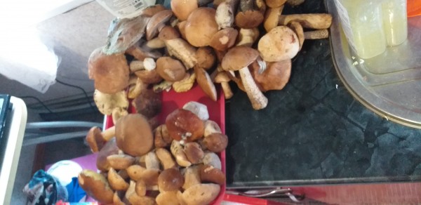 20190717_171711[1].jpg